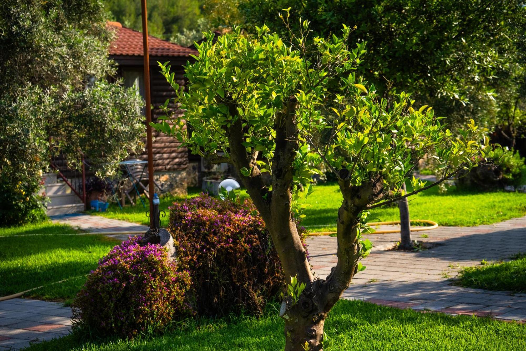 Defne Olive Gardens, Koca Calis, Fethiye - Previously Defne Pansiyon Exterior photo