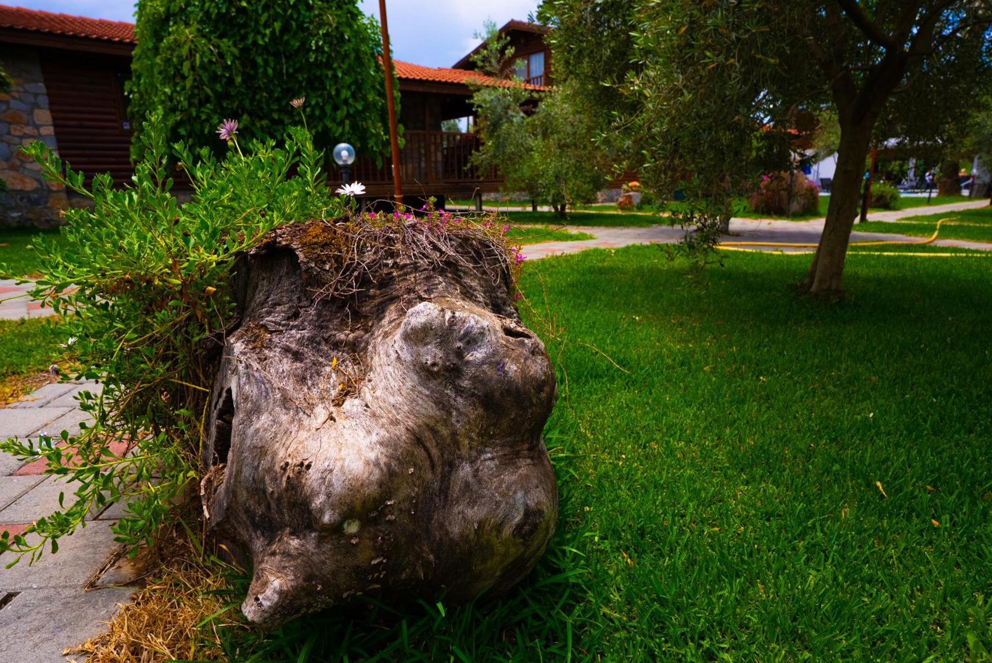 Defne Olive Gardens, Koca Calis, Fethiye - Previously Defne Pansiyon Exterior photo