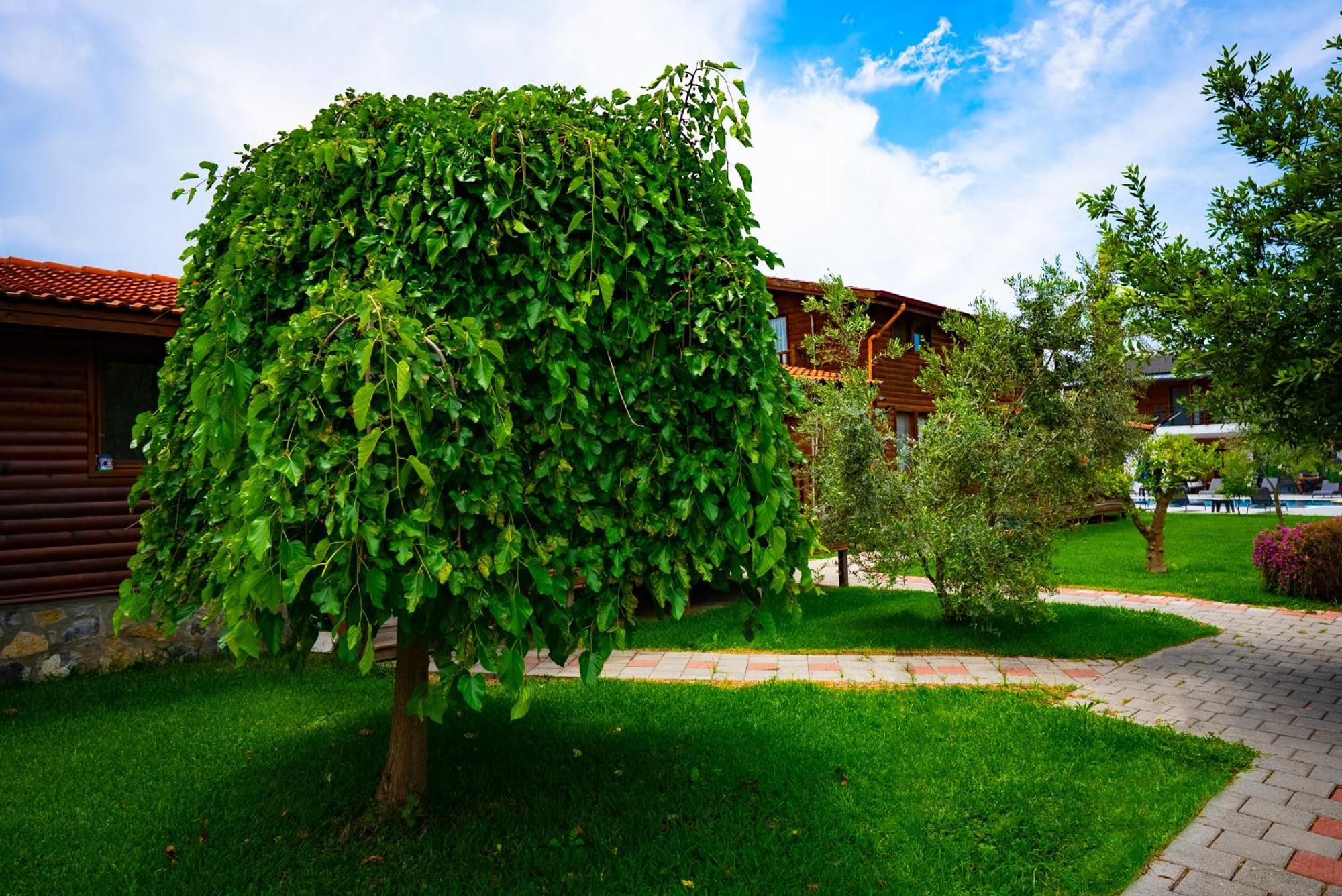 Defne Olive Gardens, Koca Calis, Fethiye - Previously Defne Pansiyon Exterior photo